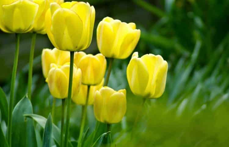 Mengenal Banyak Hal Dari Gambar Bunga Tulip dan Sejarahnya