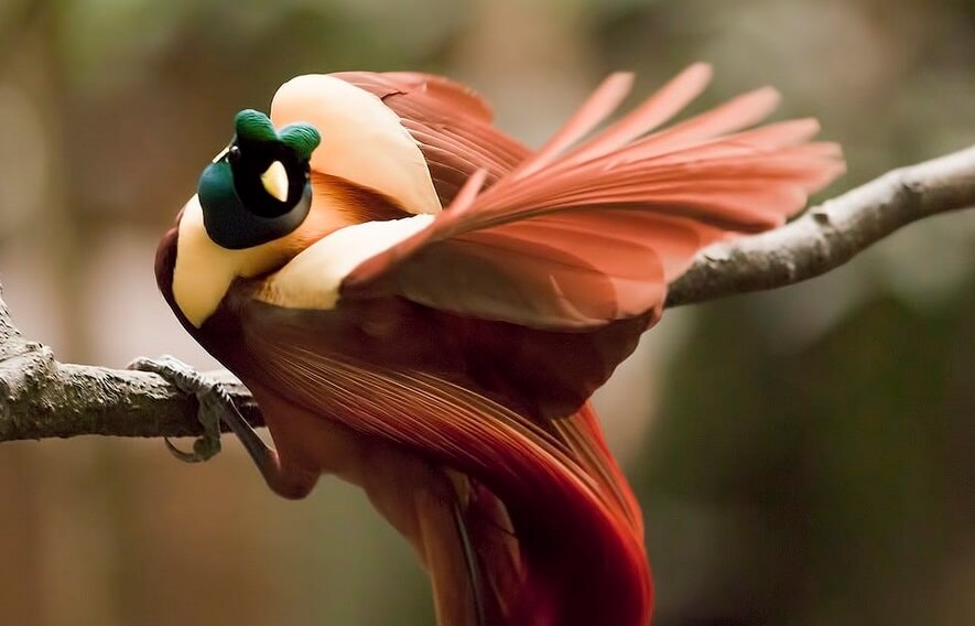 burung cendrawasih merah