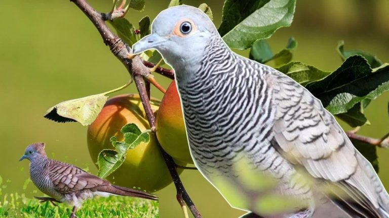 Burung Perkutut, Burung Unik yang Banyak Dipelihara Orang Indonesia