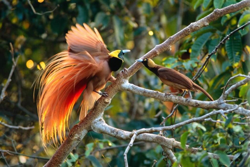 Mengenal Burung  Cendrawasih  Burung  Super Cantik dari 