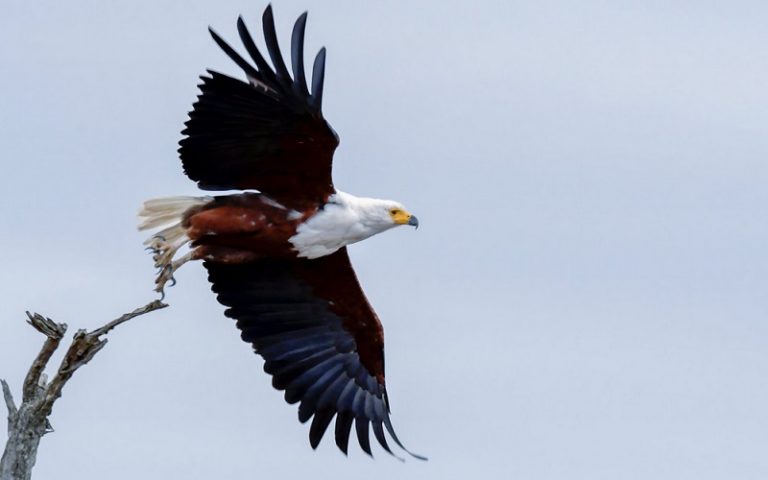 Mengenal Burung  Elang  ciri  ciri  dan Jenis Burung  Elang  