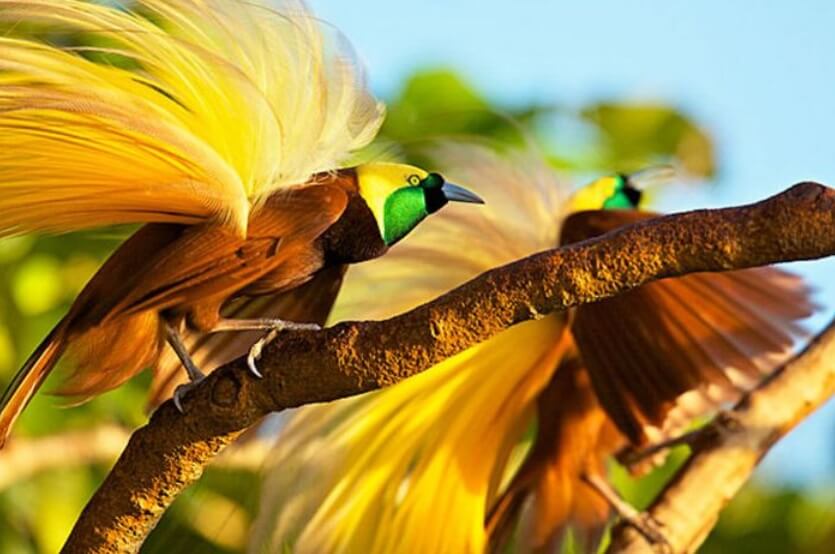 Photo Untuk Apa Sih Fungsi Ekor Burung Cendrawasih? - Blitar