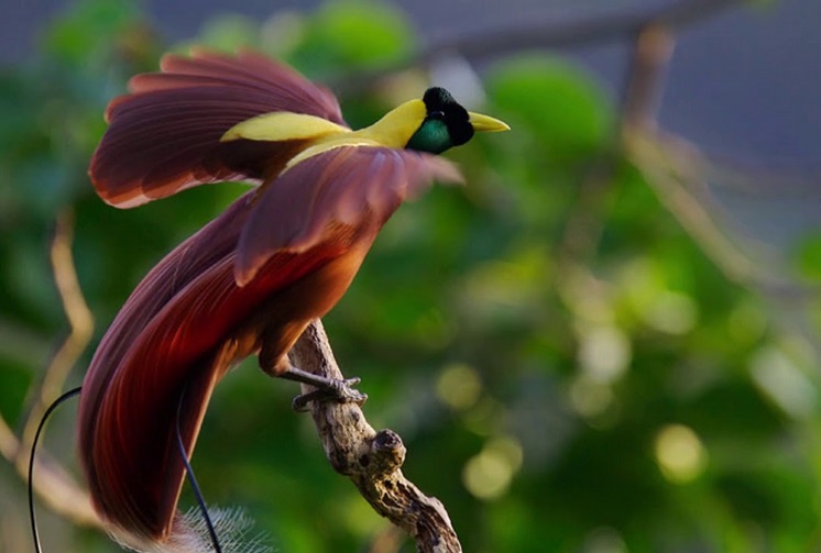 Photo Untuk Apa Sih Fungsi Ekor Burung Cendrawasih? - Cimahi