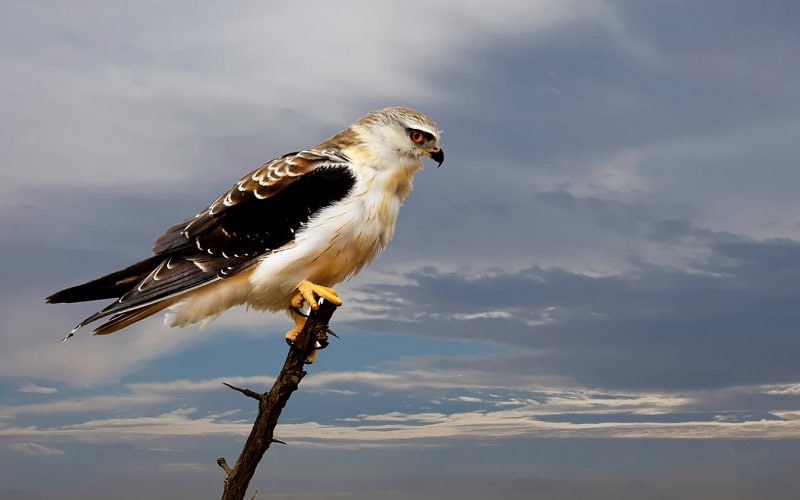 pelajaran hidup dari burung elang