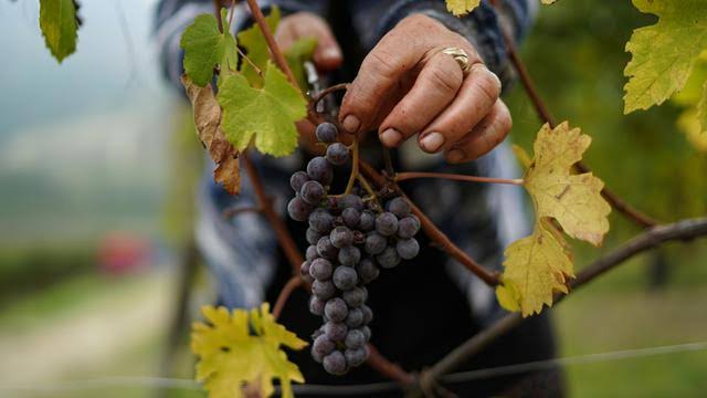 manfaat anggur bagi kesehatan tubuh