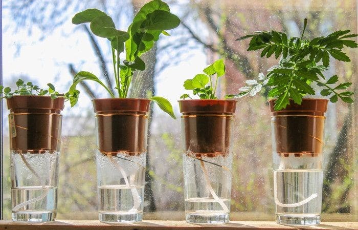 cara membuat tanaman hidroponik di rumah