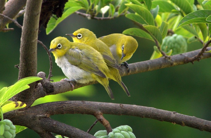 Burung Pleci: Sejarah, Jenis, Harga Jual dan Cara Perawatannya
