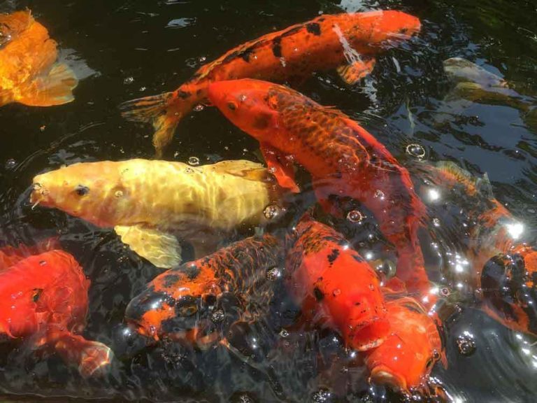 Panduan Budidaya Ikan  Mas  dari Pembenihan Hingga Panen