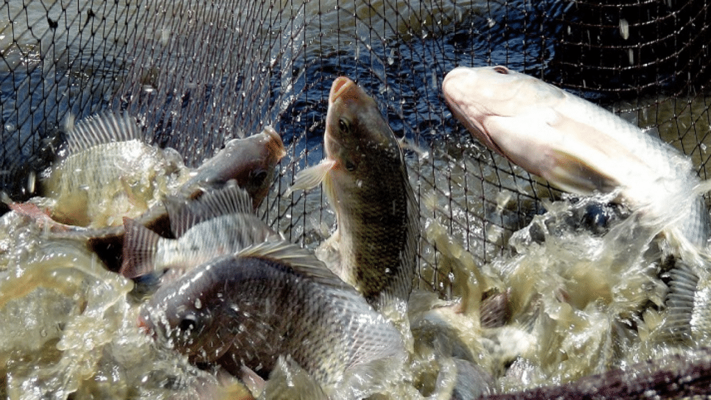 pemijahan ikan nila