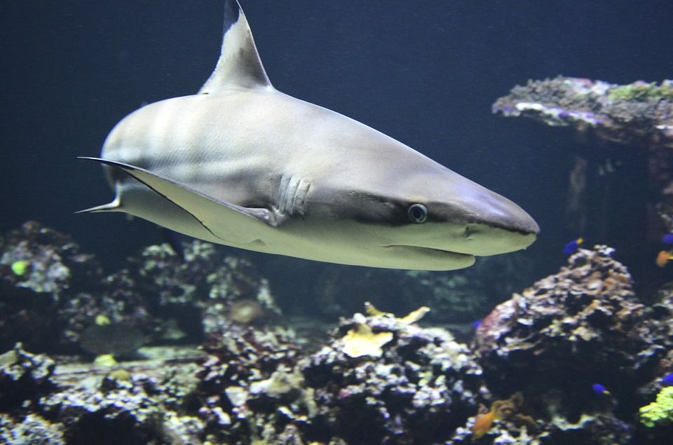mitos mitos seputar ikan hiu