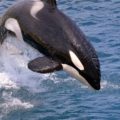 orca whale 