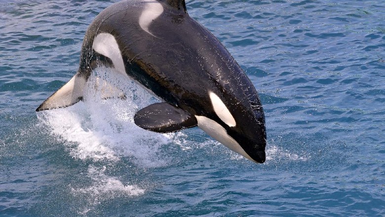 orca whale 